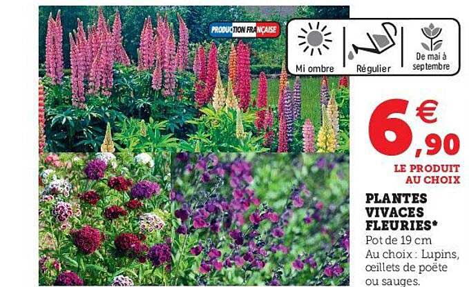 plantes vivaces fleuries