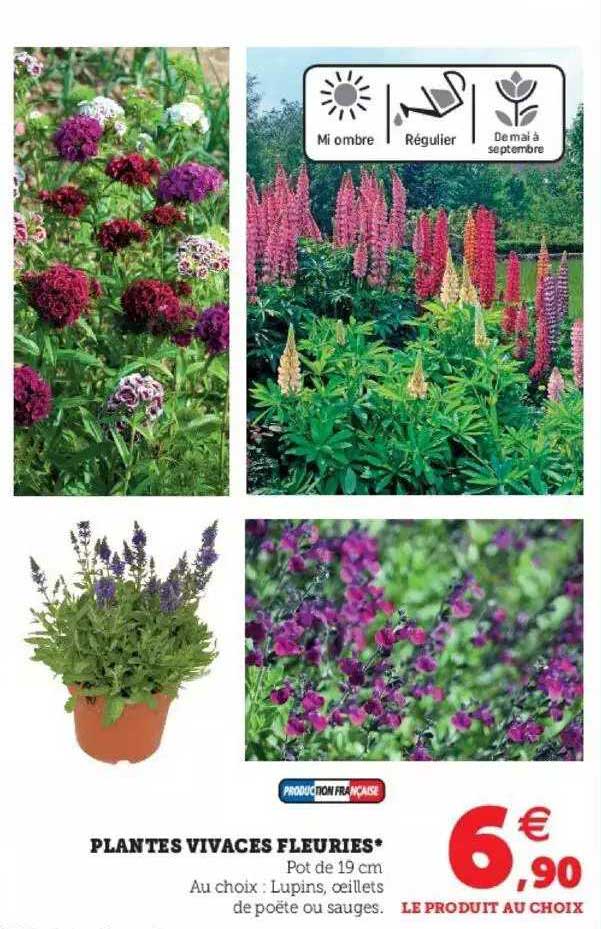 plantes vivaces fleuries