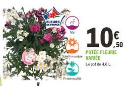 potée fleurie variée