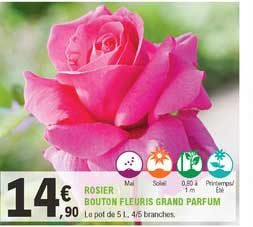 rosier bouton fleuris grand parfum
