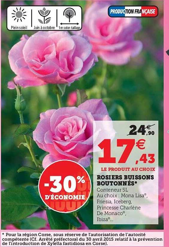 rosier buissons boutonnés