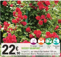 rosier grimpant