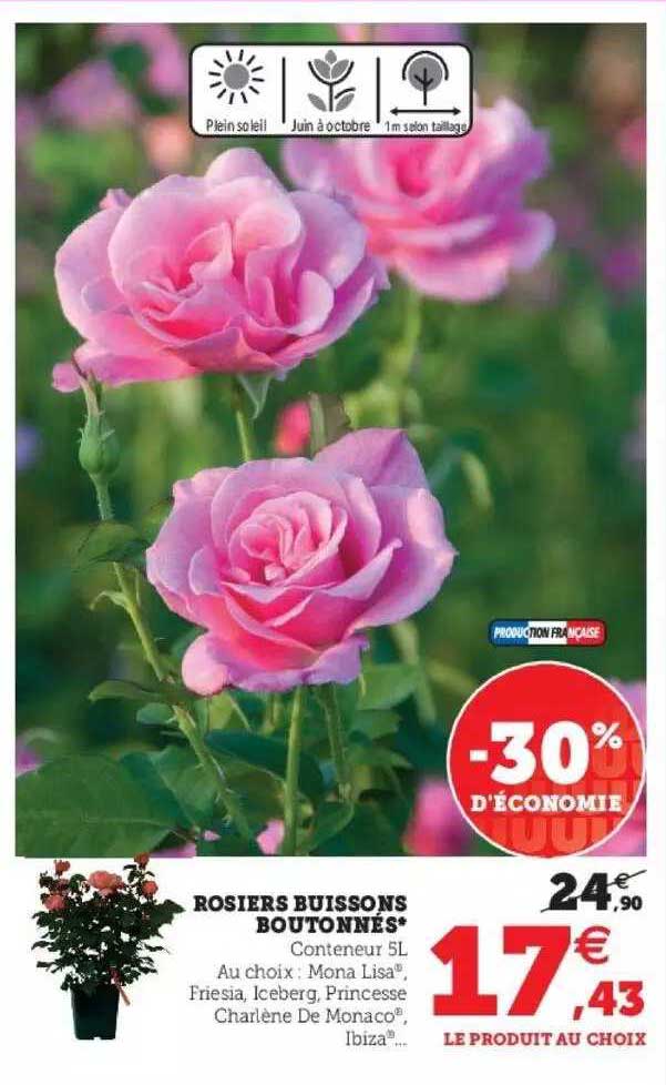 rosiers buissons boutonnés