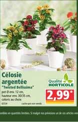célosie argentée qualité hortocole