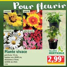 plante vivace qualité horticole