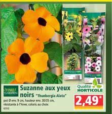 suzanne aux yeux noirs qualité hortocole