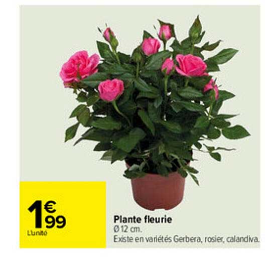 Plante Fleurie