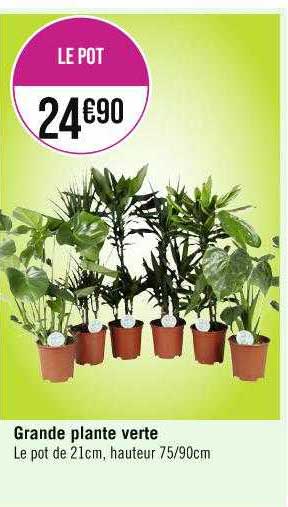 Grande Plante Verte