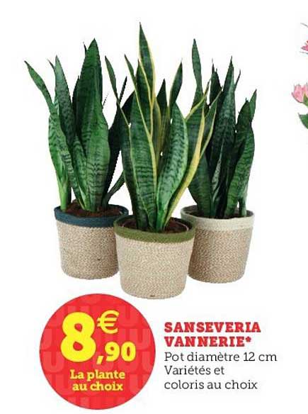 sanseveria vannerie