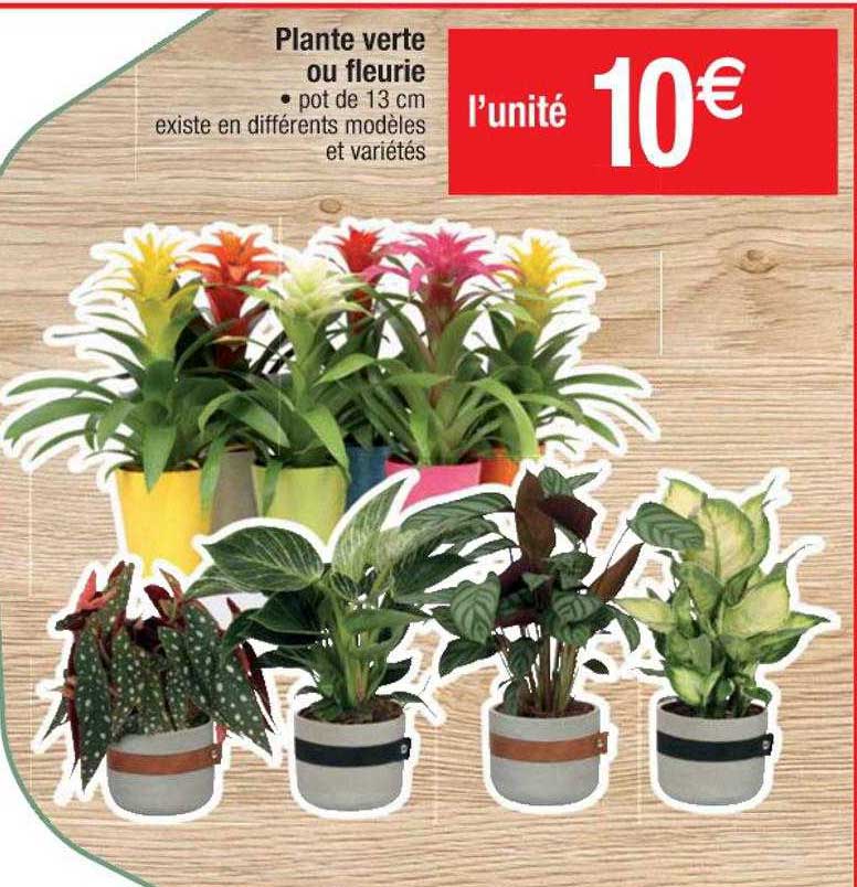 Plante Verte Ou Fleurie