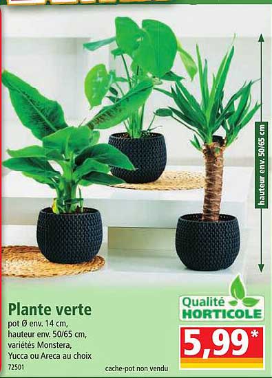 Plante Verte