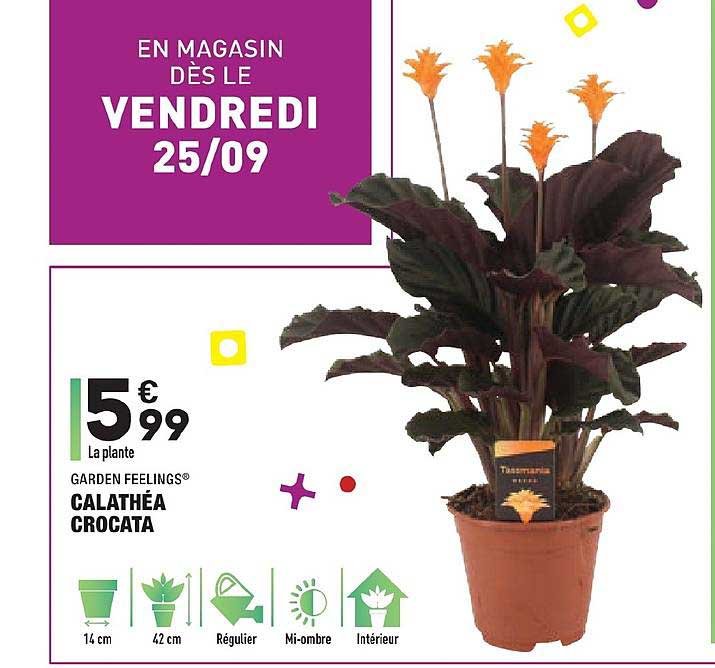 calathéa crocata garden feelings