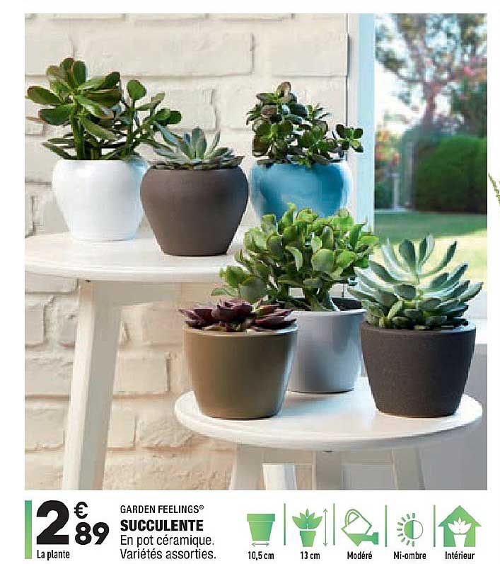 succelente garden feelings