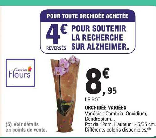 orchidée variées