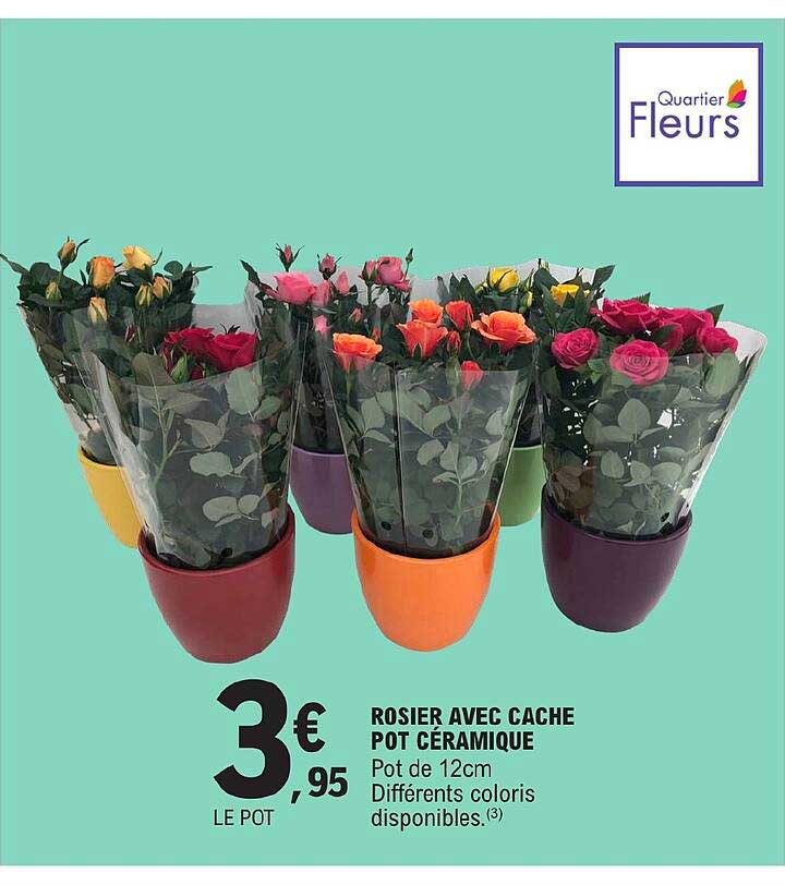 Rosier Avec Cache Pot Céramique