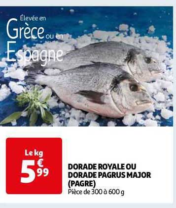 dorade royale ou dorade pagrus major (pagre)
