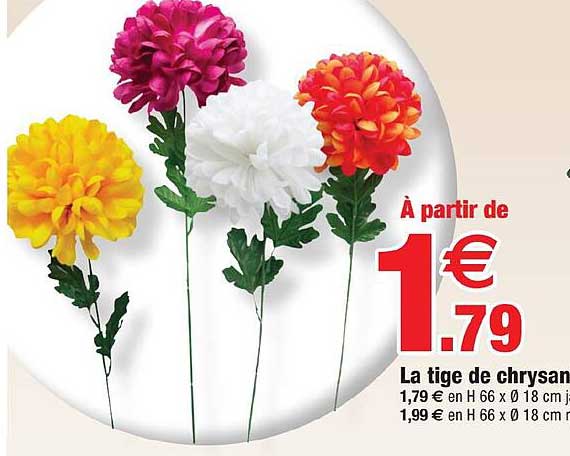 la tige de chrysanthème