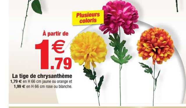 la tige de chrysanthème