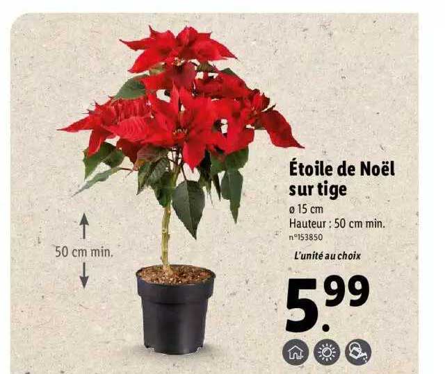 étoile De Noël Sur Tige