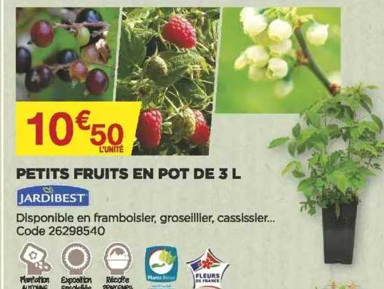 petits fruits en pot de 3 l jardibest