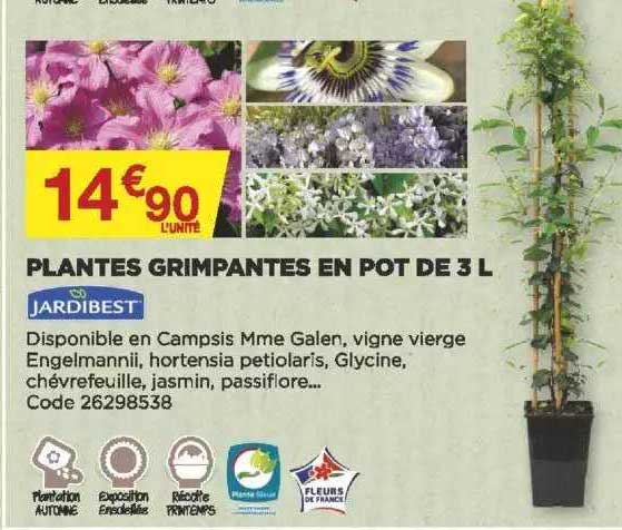 plantes grimpantes en pot de 3 l jardibest