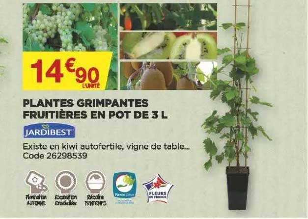 plantes grimpantes fruitières en pot de 3 l jardibest