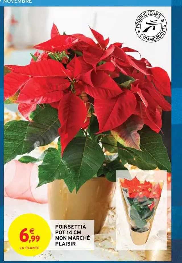poinsettia pot 14 cm mon marché plaisir
