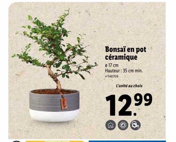 Bonsaï En Pot Céramique