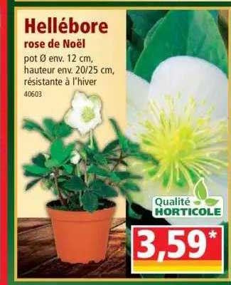 hellébore rose de noël