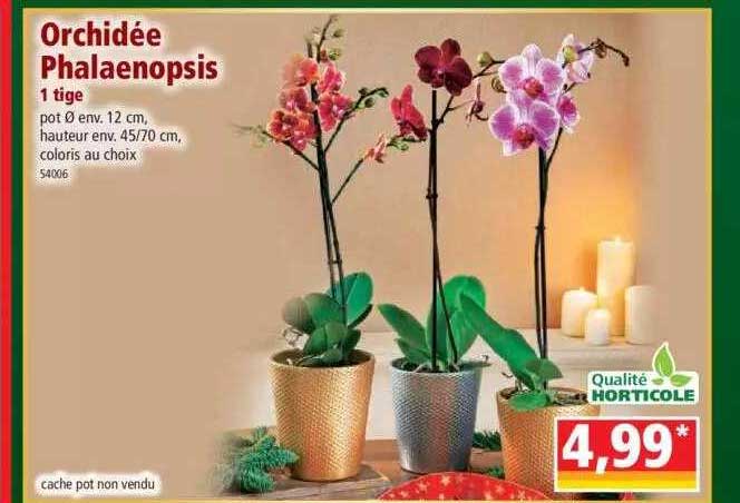 orchidée phalaenopsis 1 tige