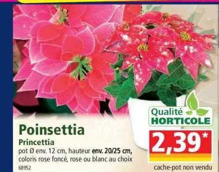 poinsettia princettia
