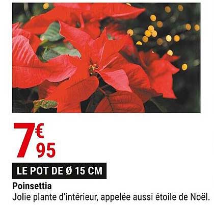poinsettia