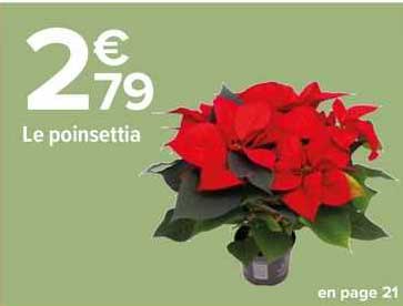 le poinsettia