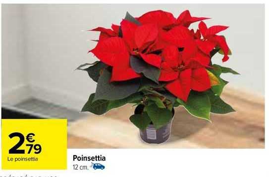 poinsettia