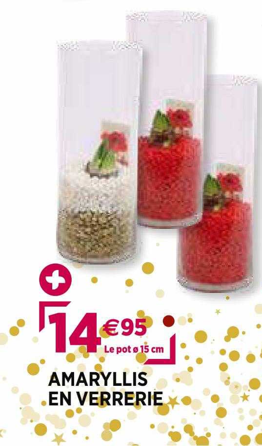 amaryllis en verrerie