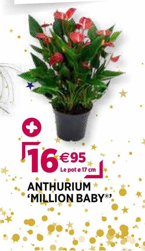 anthurium "million baby"