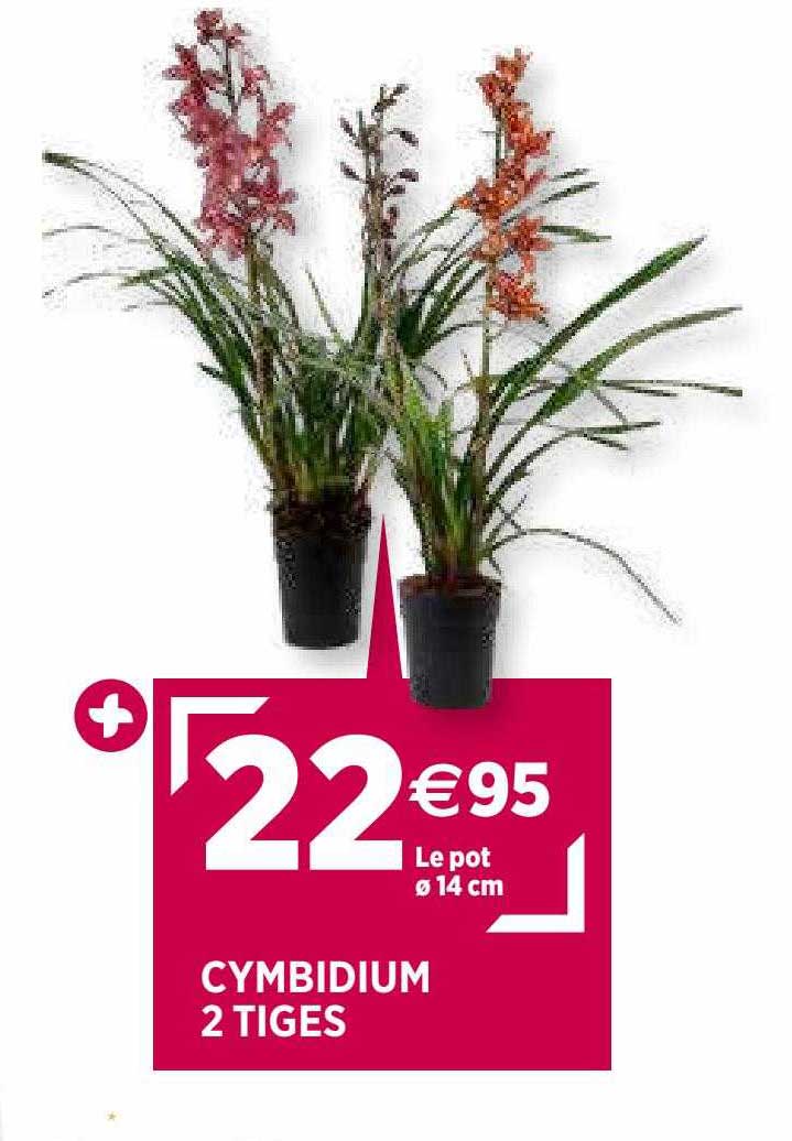 cymbidium 2 tiges
