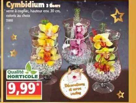 cymbidium 3 fleurs
