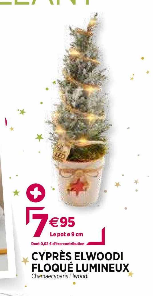 Cyprès Elwoodi Floqué Lumineux
