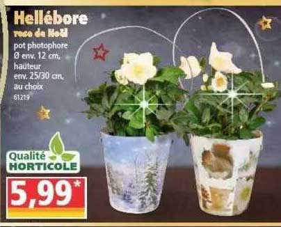hellébore rose de noël
