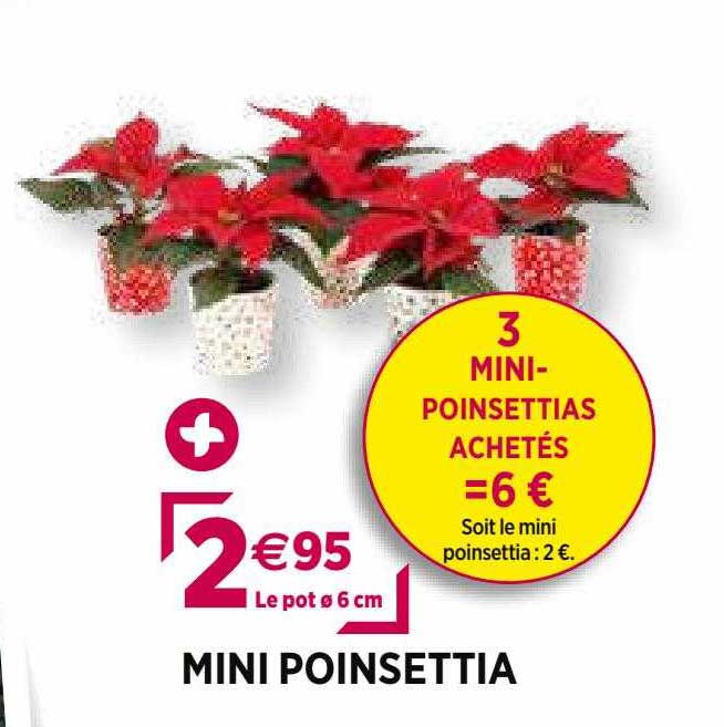 mini poinsettia