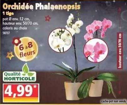 orchidée phalaenopsis 1 tige
