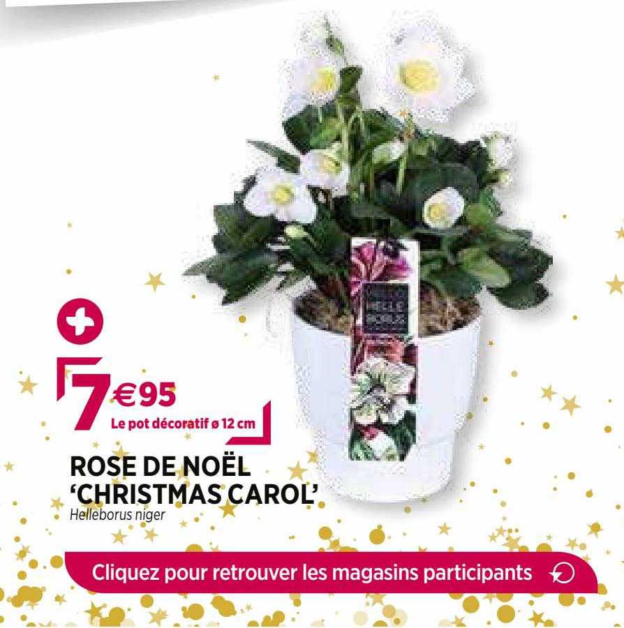 rose de noël "christmas carol"