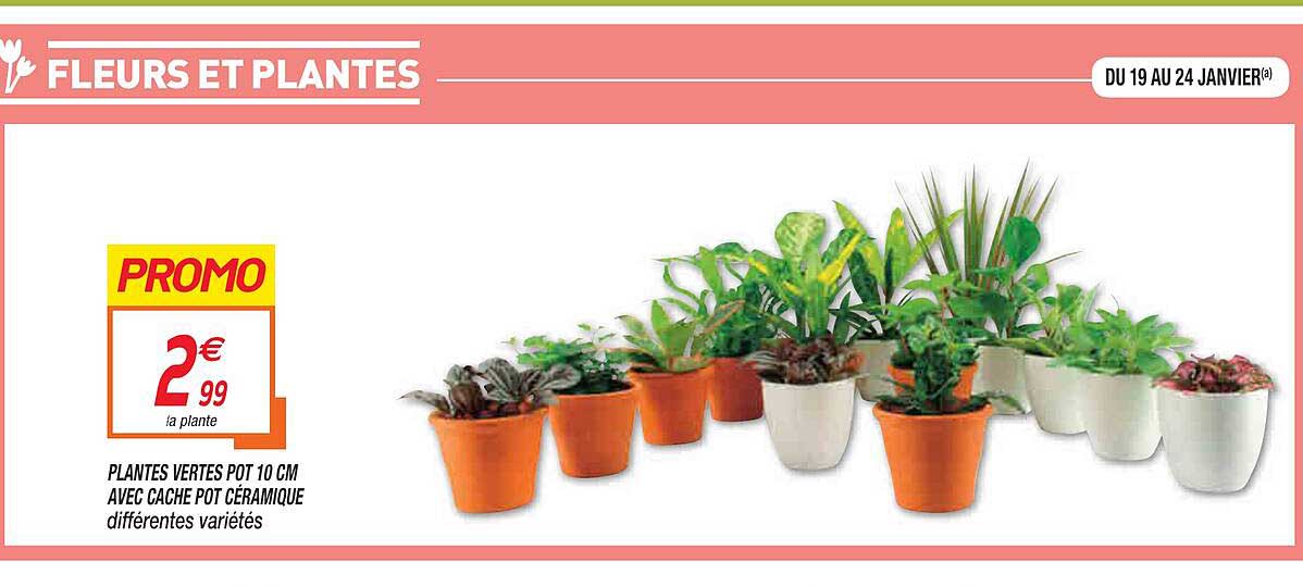Plantes Vertes Pot 10 Cm Avec Cache Pot Céramique