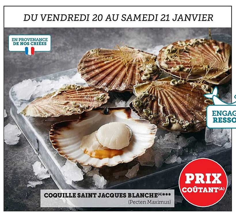 coquille saint jacques blanche