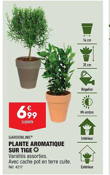 gardeline plante aromatique sur tige