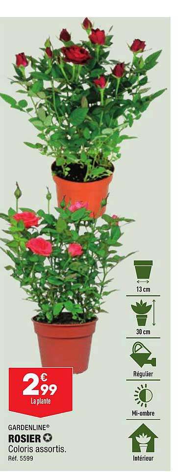 gardeline rosie coloris assortis