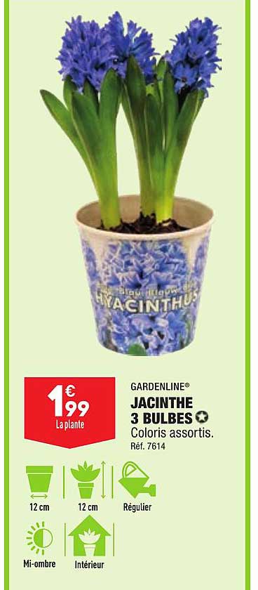 Garden line jacinthe 3 bulbes coloris assortis