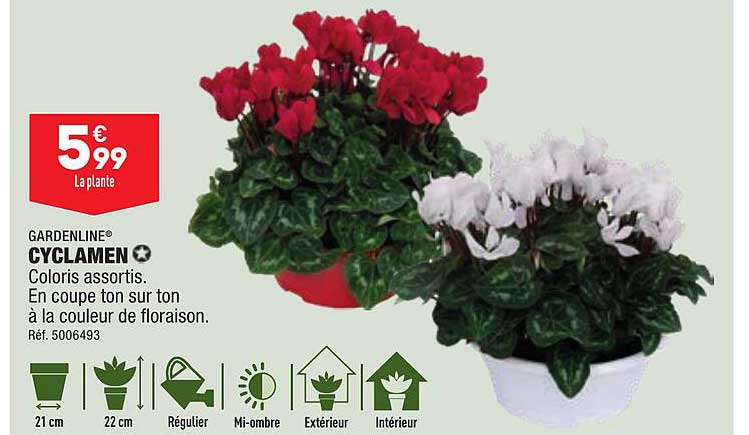 gardenline cyclamen coloris assortis