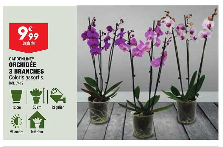 gardenline orchidée 3 branches coloris assortis